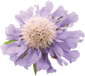 花 自然
