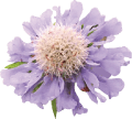 長和町 花イメージ