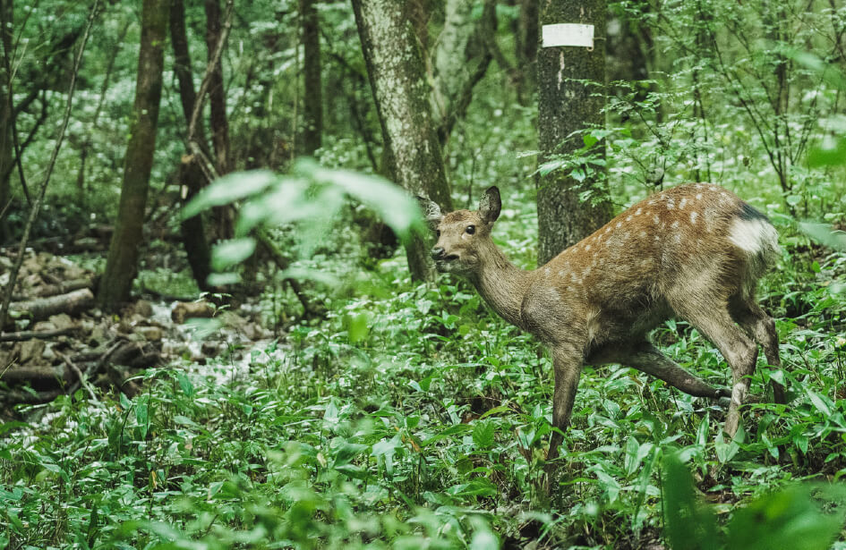 狩猟の様子3